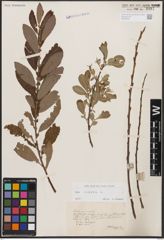 Foto von Salix cinerea L.